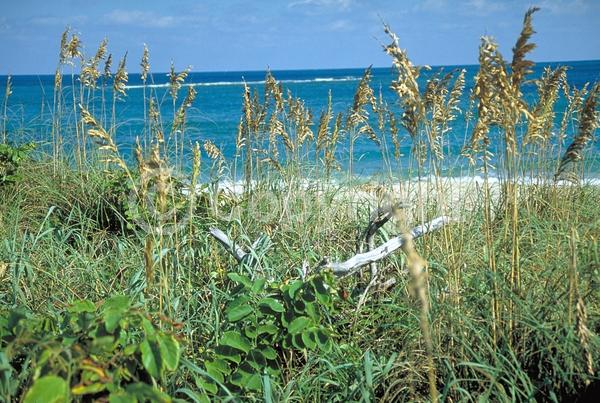 Brown blooms; Evergreen; North American Native