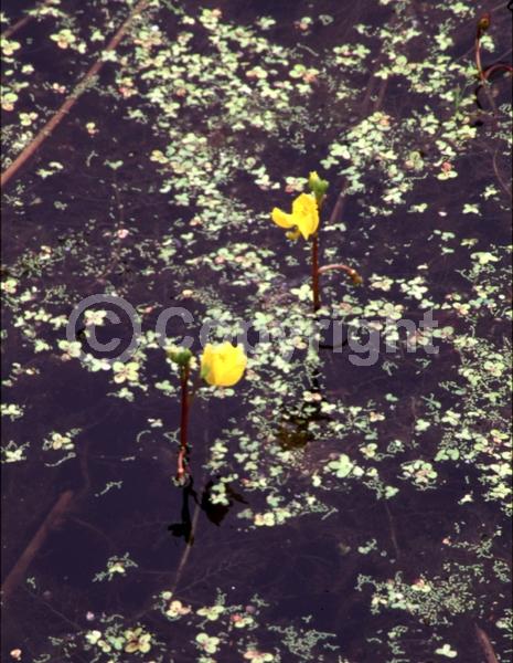 Yellow blooms; Deciduous; North American Native