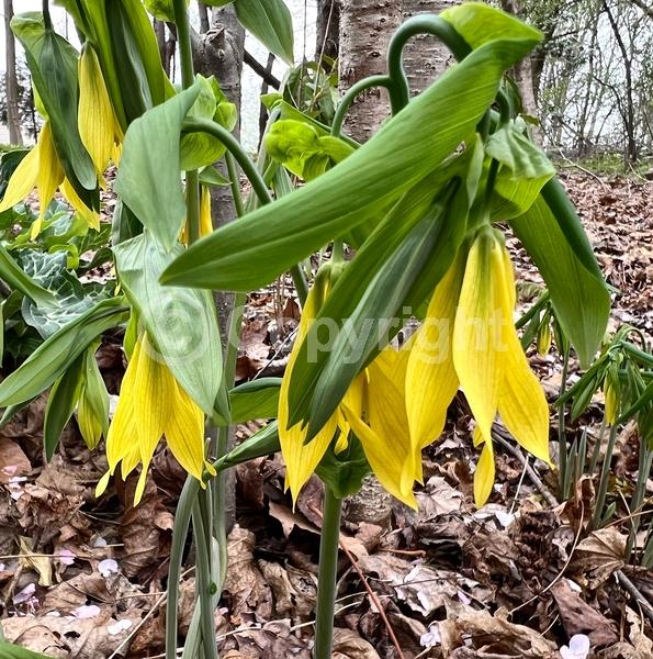 Yellow blooms; Deciduous; Broadleaf; North American Native