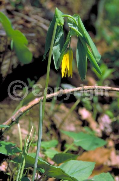 Yellow blooms; Deciduous; Broadleaf; North American Native