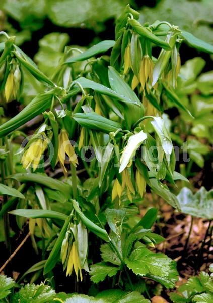 Yellow blooms; Deciduous; Broadleaf; North American Native