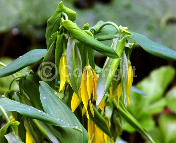 Yellow blooms; Deciduous; Broadleaf; North American Native