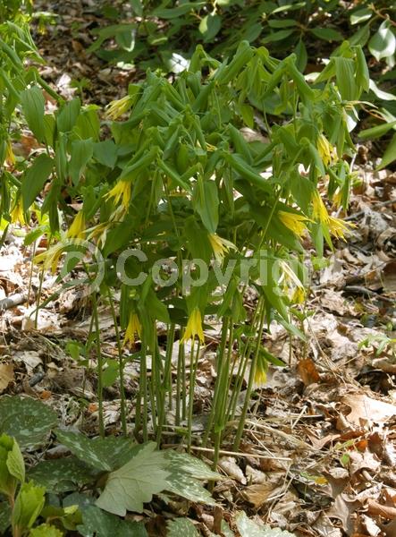 Yellow blooms; Deciduous; Broadleaf; North American Native