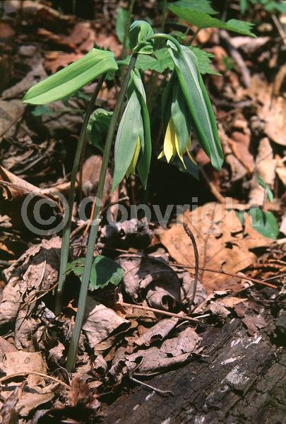 Yellow blooms; Deciduous; Broadleaf; North American Native