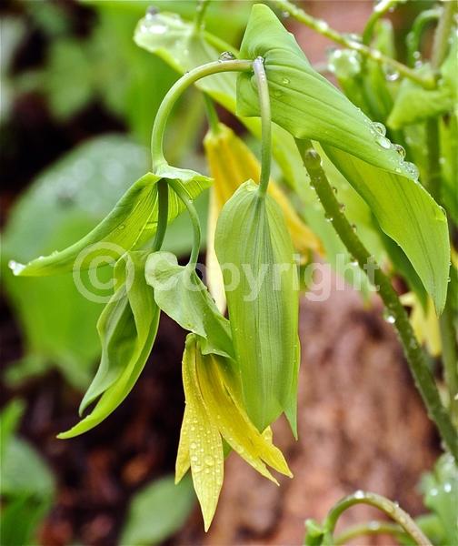 Yellow blooms; Deciduous; Broadleaf; North American Native