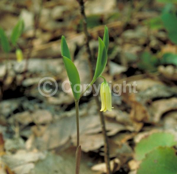 Yellow blooms; Green blooms; Deciduous; Broadleaf; North American Native
