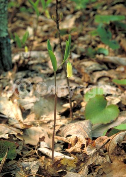 Yellow blooms; Green blooms; Deciduous; Broadleaf; North American Native