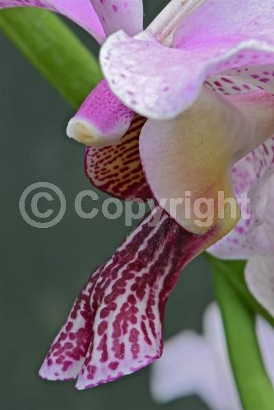 Pink blooms; Evergreen