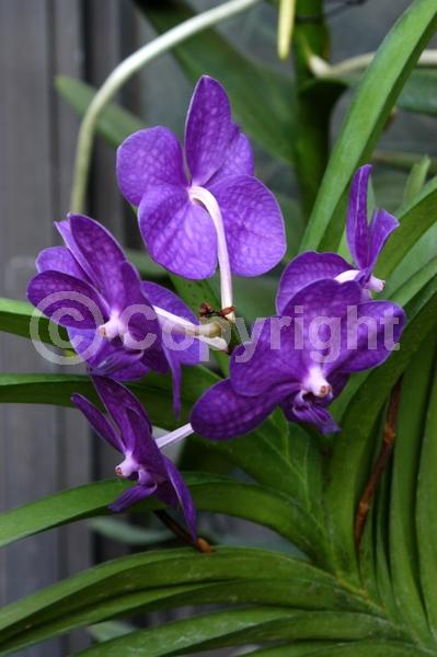 Pink blooms; Evergreen