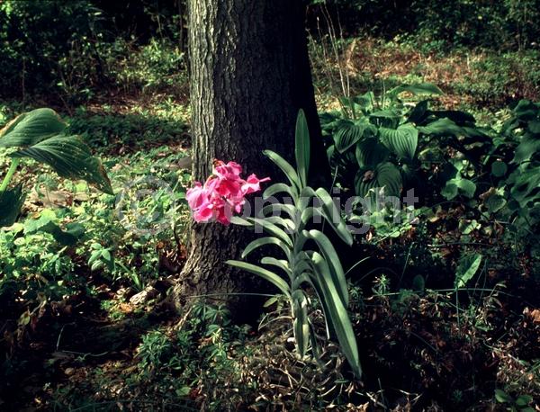 Pink blooms; Evergreen