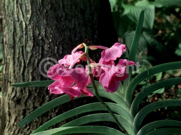 Pink blooms; Evergreen
