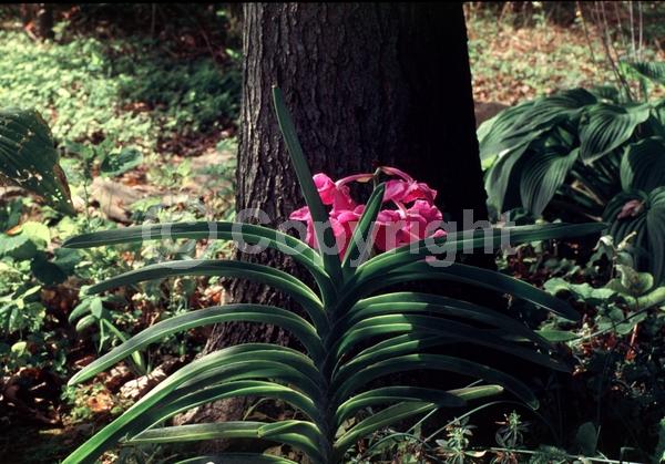 Pink blooms; Evergreen