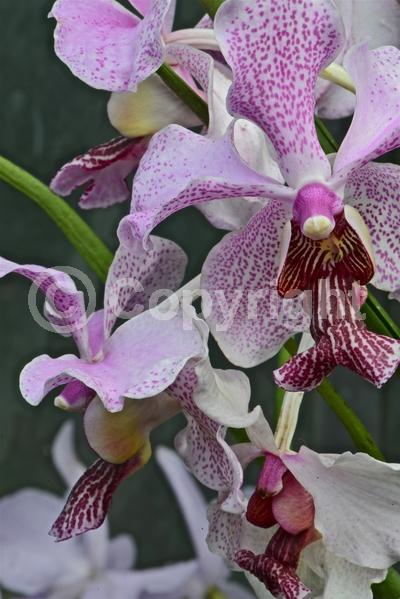 Pink blooms; Evergreen