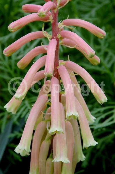 Pink blooms; Evergreen; Needles or needle-like leaf