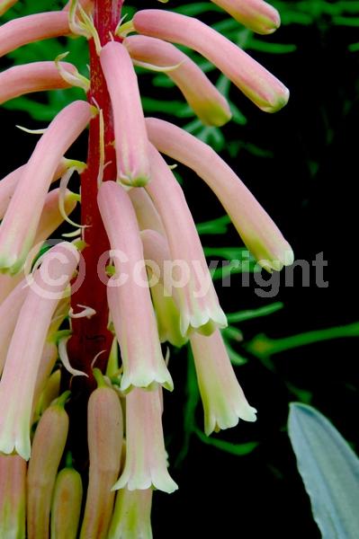 Pink blooms; Evergreen; Needles or needle-like leaf