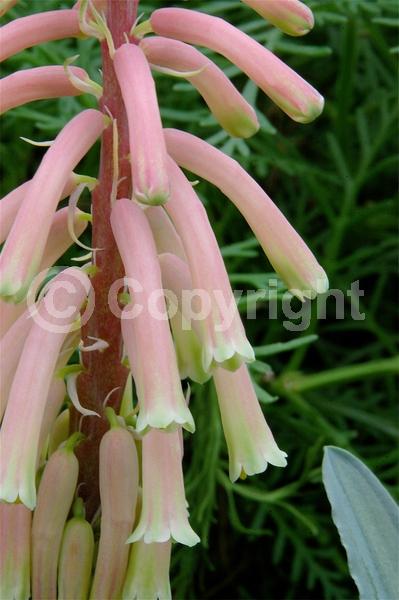 Pink blooms; Evergreen; Needles or needle-like leaf