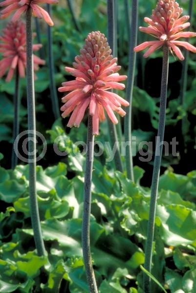 Pink blooms; Evergreen; Needles or needle-like leaf
