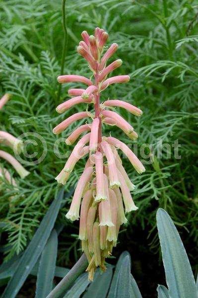 Pink blooms; Evergreen; Needles or needle-like leaf