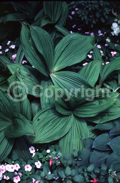 Purple blooms; Black blooms; Deciduous