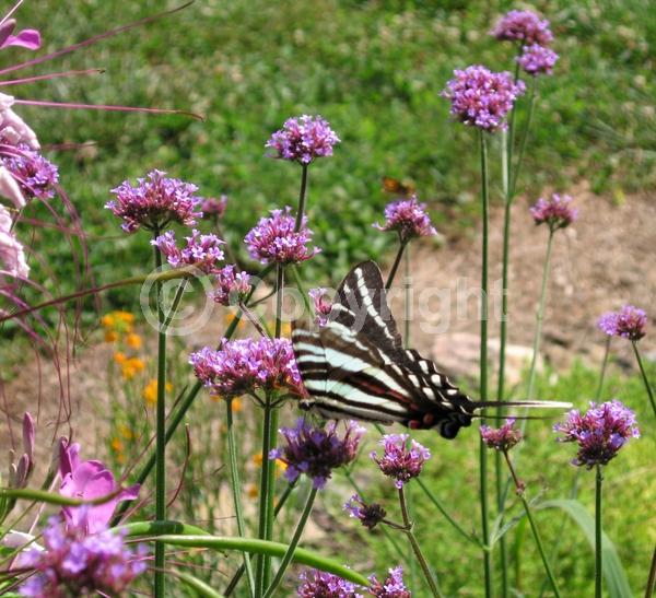 Purple blooms; Deciduous; Broadleaf
