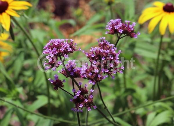 Purple blooms; Deciduous; Broadleaf