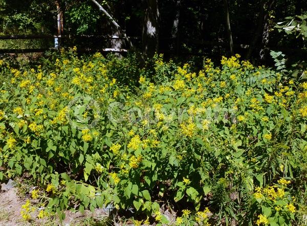 Yellow blooms; Deciduous; North American Native