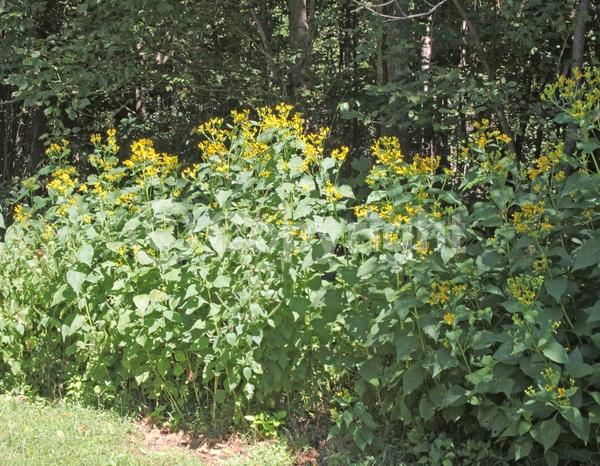 Yellow blooms; Deciduous; North American Native