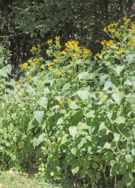 Yellow blooms; Deciduous; North American Native