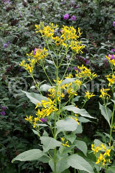 Yellow blooms; Deciduous; North American Native