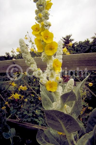Yellow blooms; Deciduous; Broadleaf