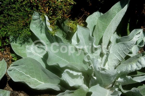 Yellow blooms; Deciduous; Broadleaf