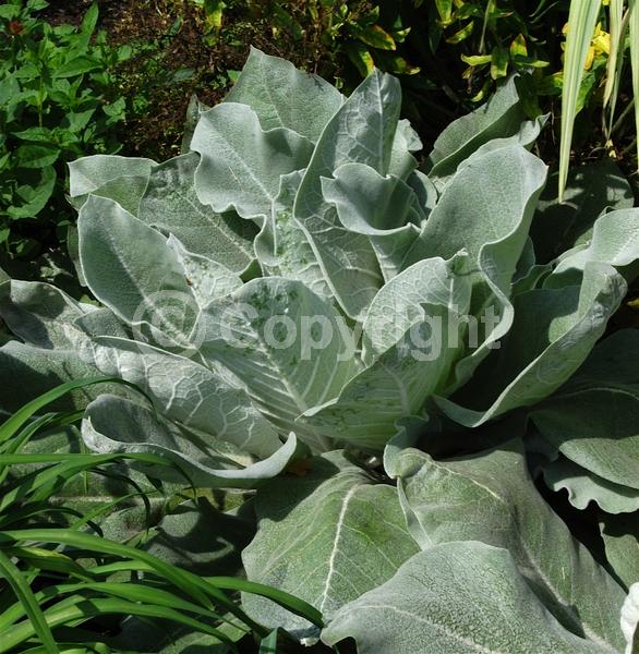 Yellow blooms; Deciduous; Broadleaf