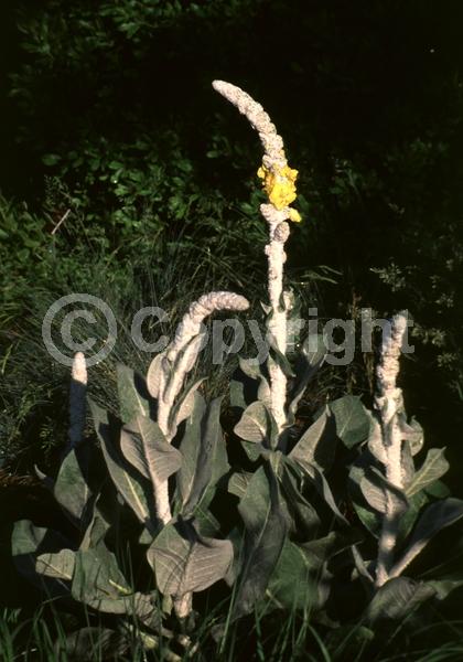 Yellow blooms; Deciduous; Broadleaf