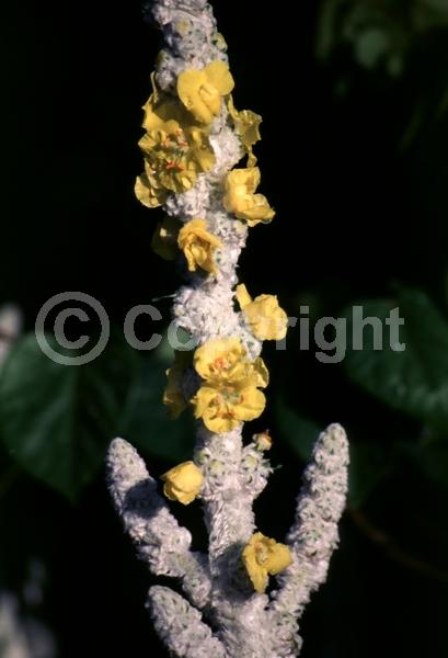 Yellow blooms; Deciduous; Broadleaf