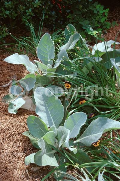 Yellow blooms; Deciduous; Broadleaf