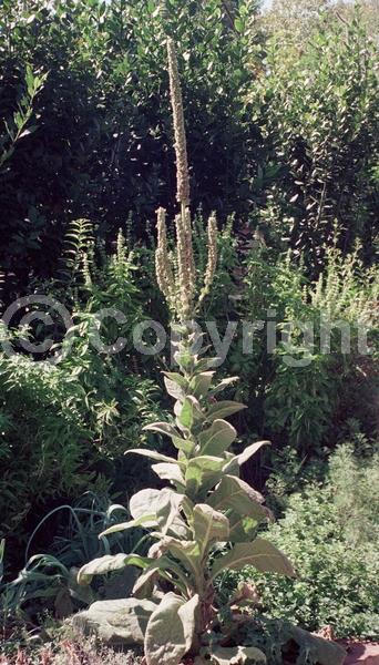 Yellow blooms; Deciduous; Broadleaf