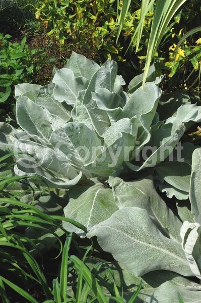Yellow blooms; Deciduous; Broadleaf