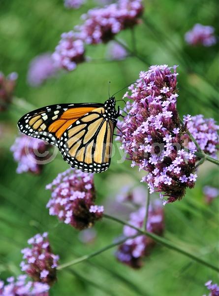 Purple blooms; Deciduous; Broadleaf