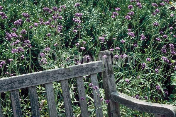 Purple blooms; Deciduous; Broadleaf