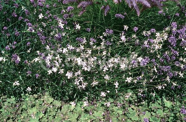 Purple blooms; Deciduous; Broadleaf