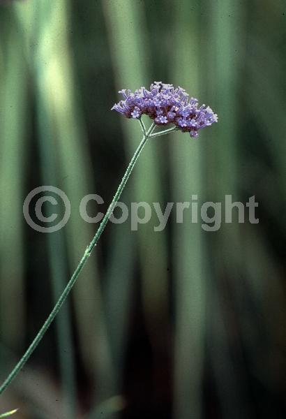 Purple blooms; Deciduous; Broadleaf