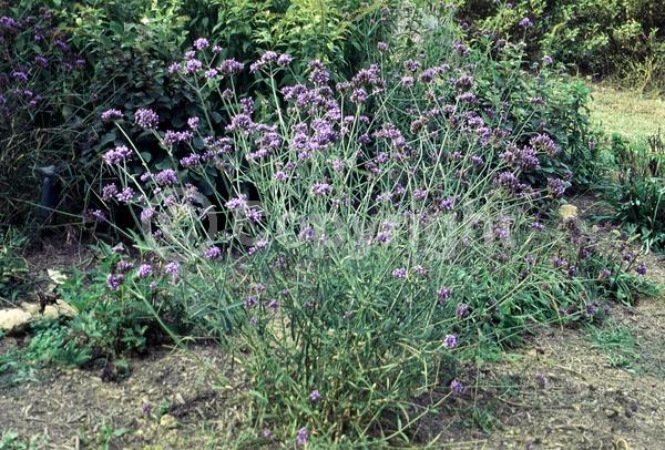 Purple blooms; Deciduous; Broadleaf