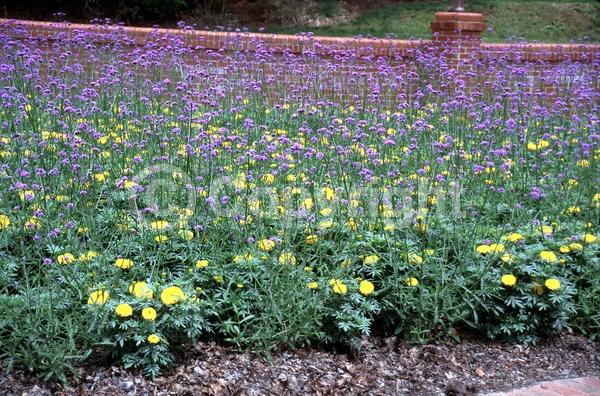 Purple blooms; Deciduous; Broadleaf
