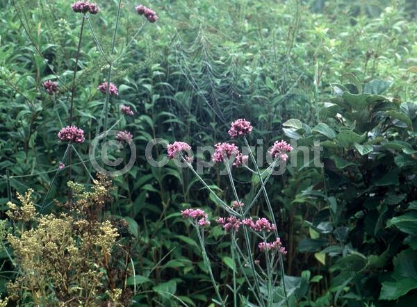 Purple blooms; Deciduous; Broadleaf
