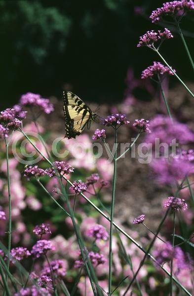 Purple blooms; Deciduous; Broadleaf