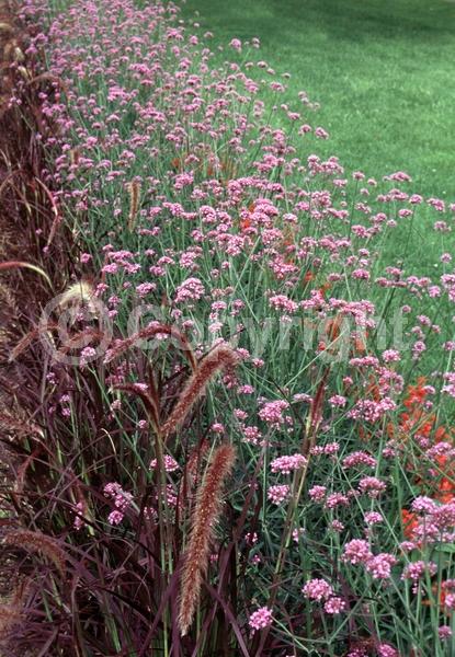 Purple blooms; Deciduous; Broadleaf