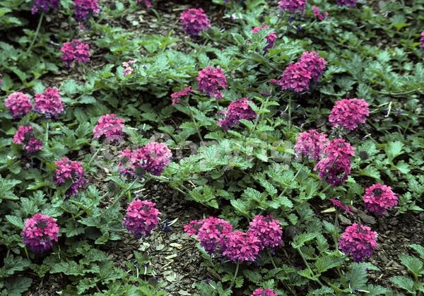 Purple blooms; North American Native