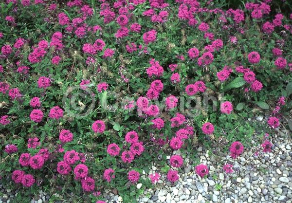 Purple blooms; North American Native