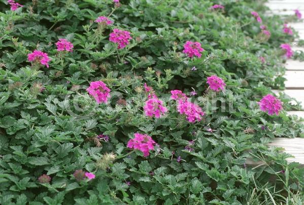 Purple blooms; North American Native