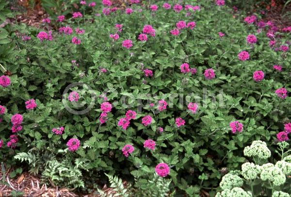 Purple blooms; North American Native